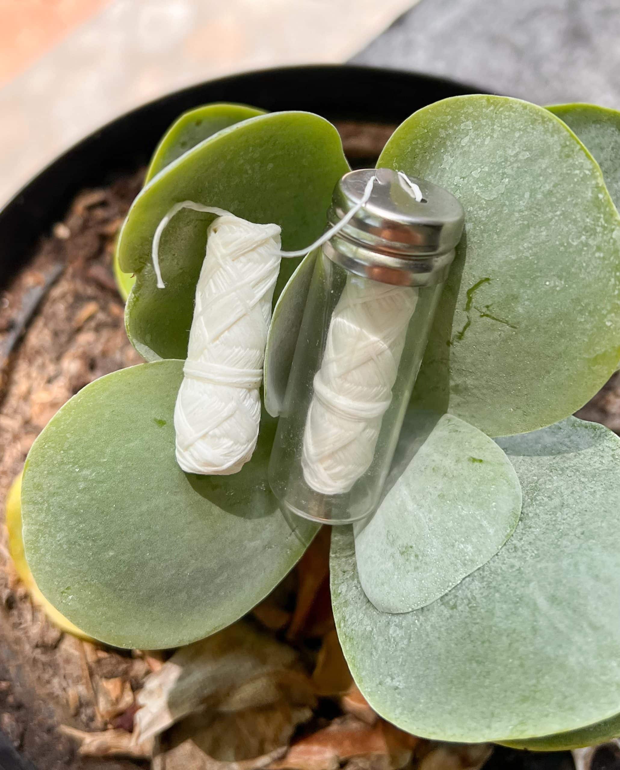 Two floss coils--one with glass jar container--laying on a plant.