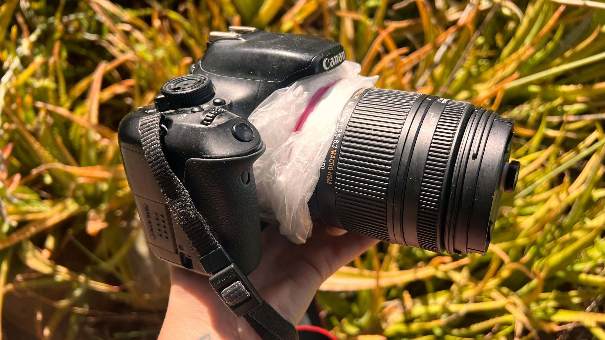 A Canon T3i camera with a plastic grocery bag wrapped around the area where the camera body is attached to the lens. Plants in the background.