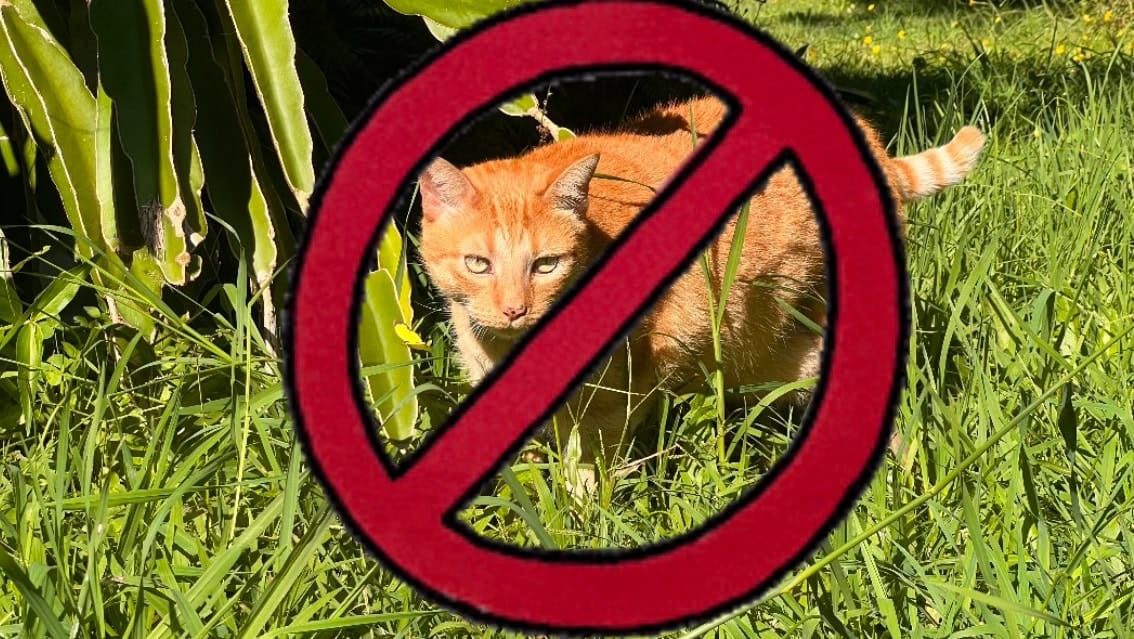 An orange cat sitting next to tropical green plants with a forbidden no symbol around his face implying not to bring animals to Burning Man.