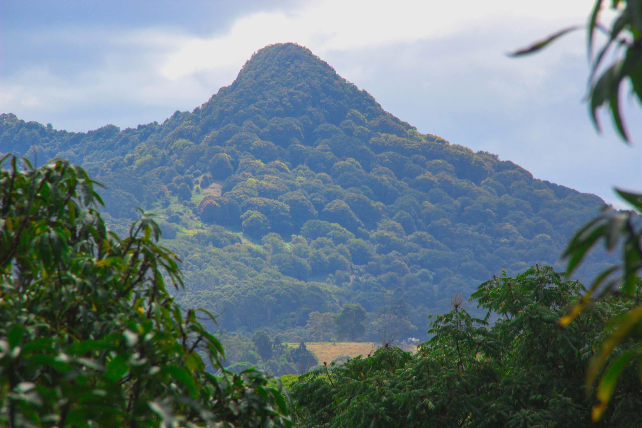 Mount Chincogan hill view from Mullumbimby with some tropical plants framing the view.