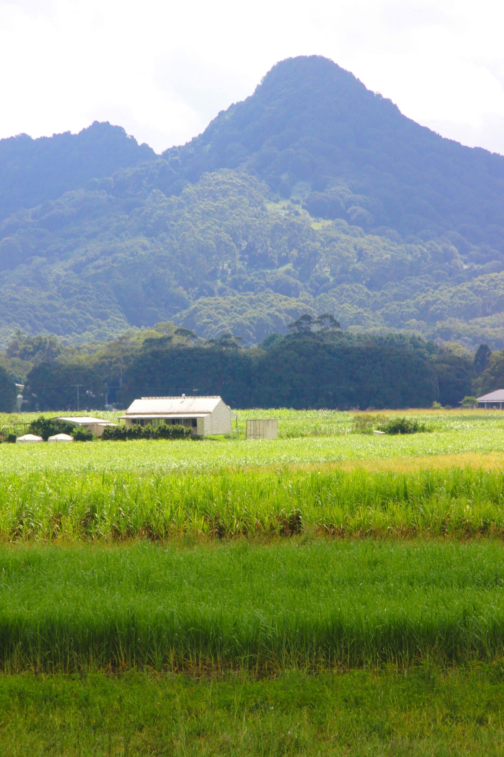 View of Mount Chincogan with bright green large sugarcane field underneath it.